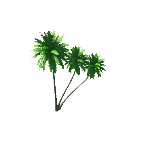 palm tree2